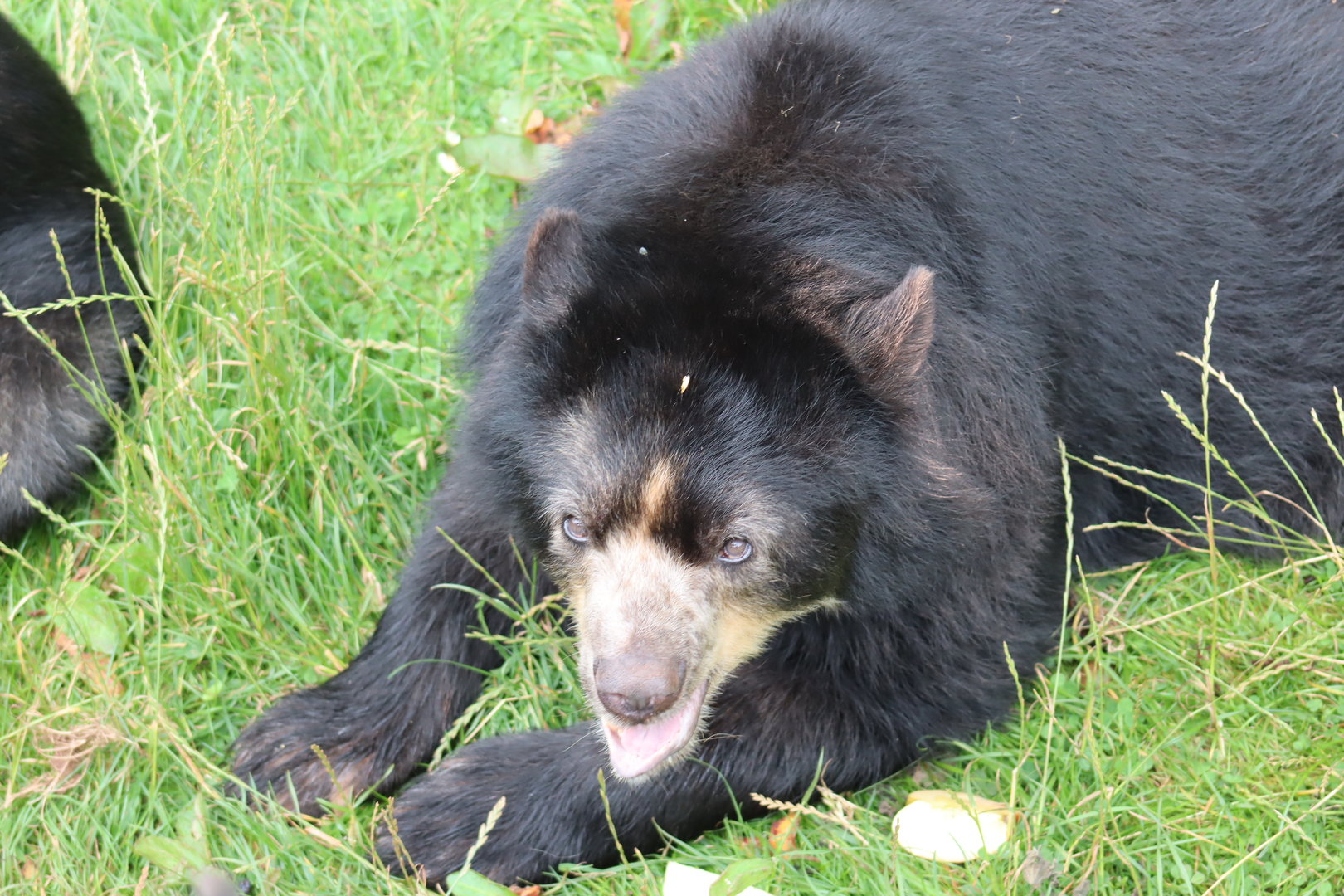 Spectacled Bear