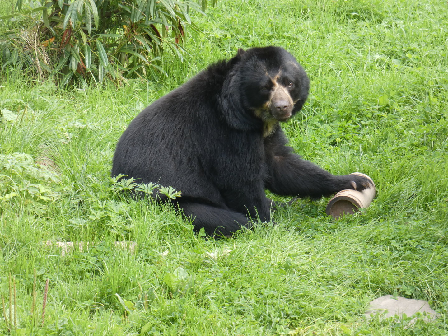 Spectacled bear