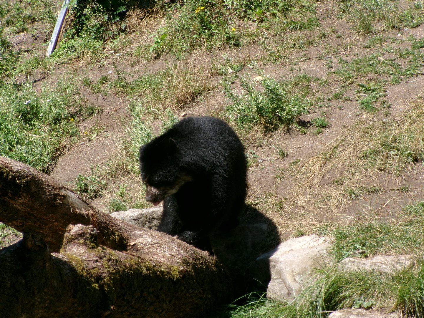 Spectacled bear