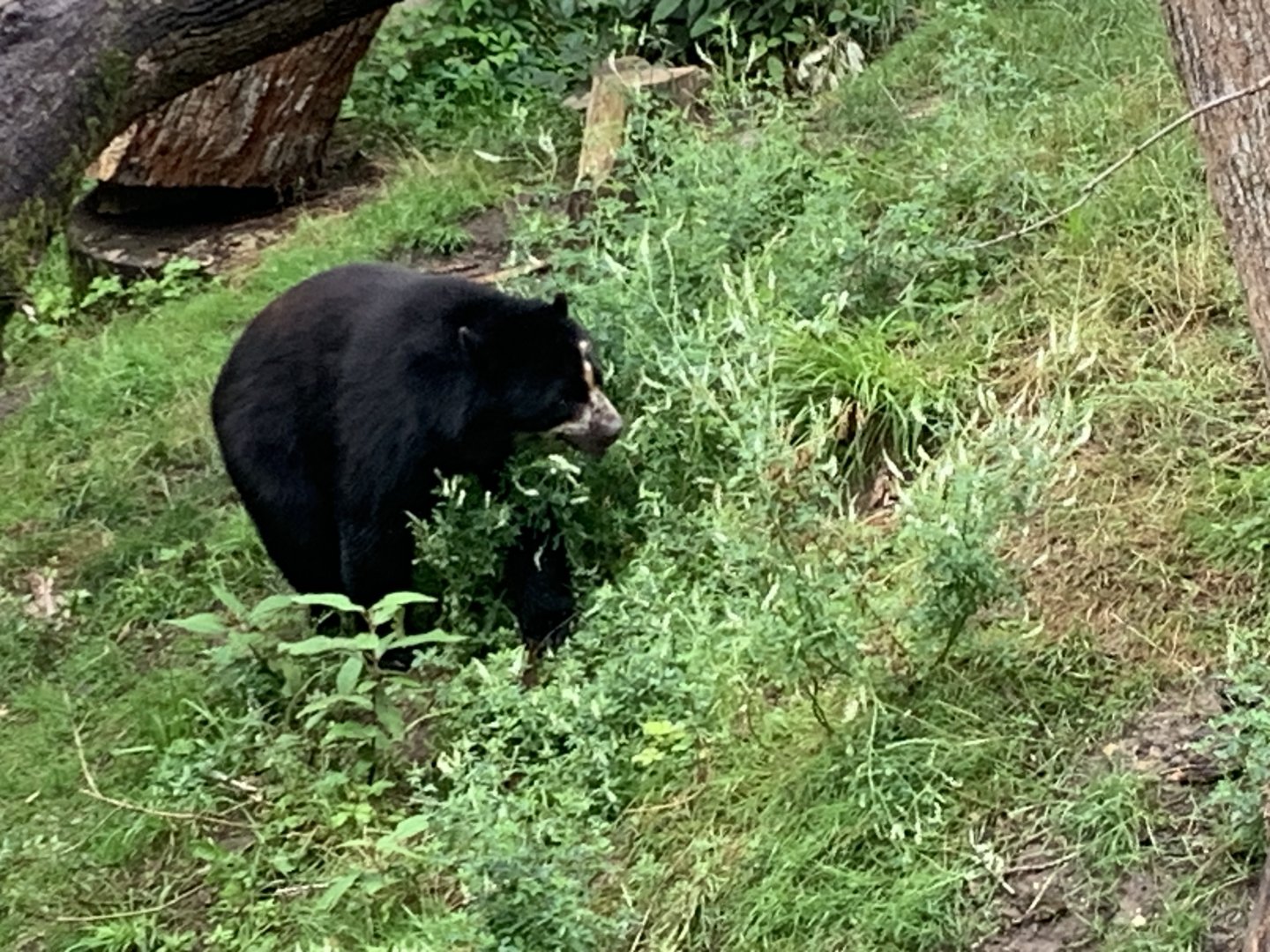 Spectacled bear