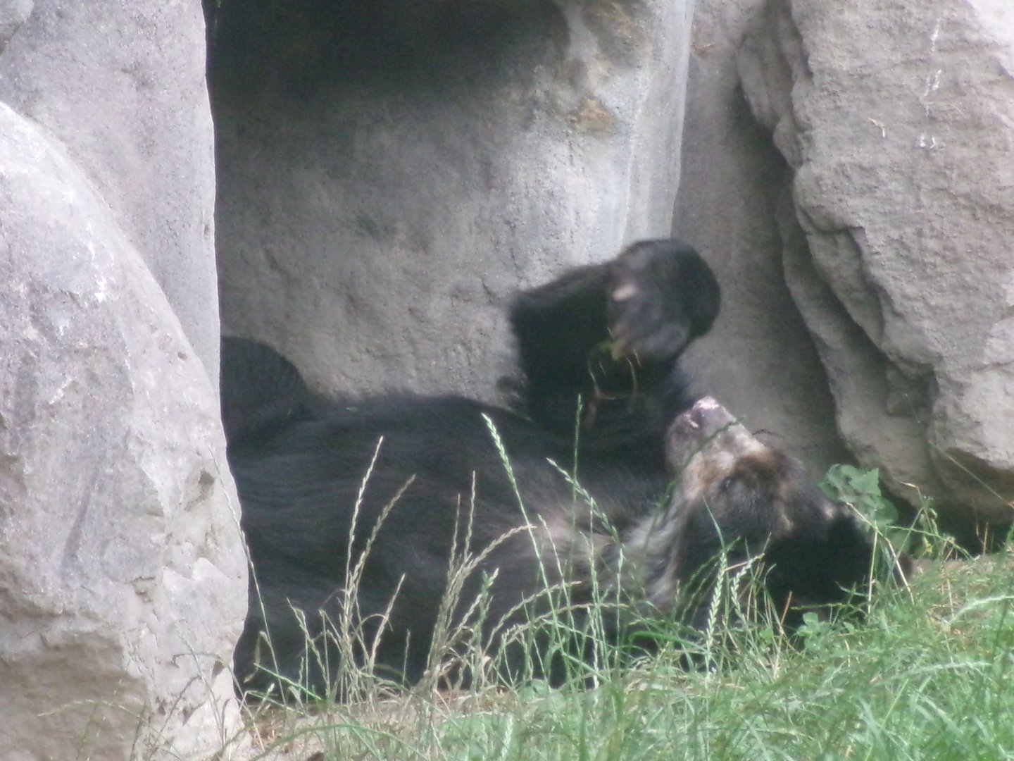 Spectacled bear