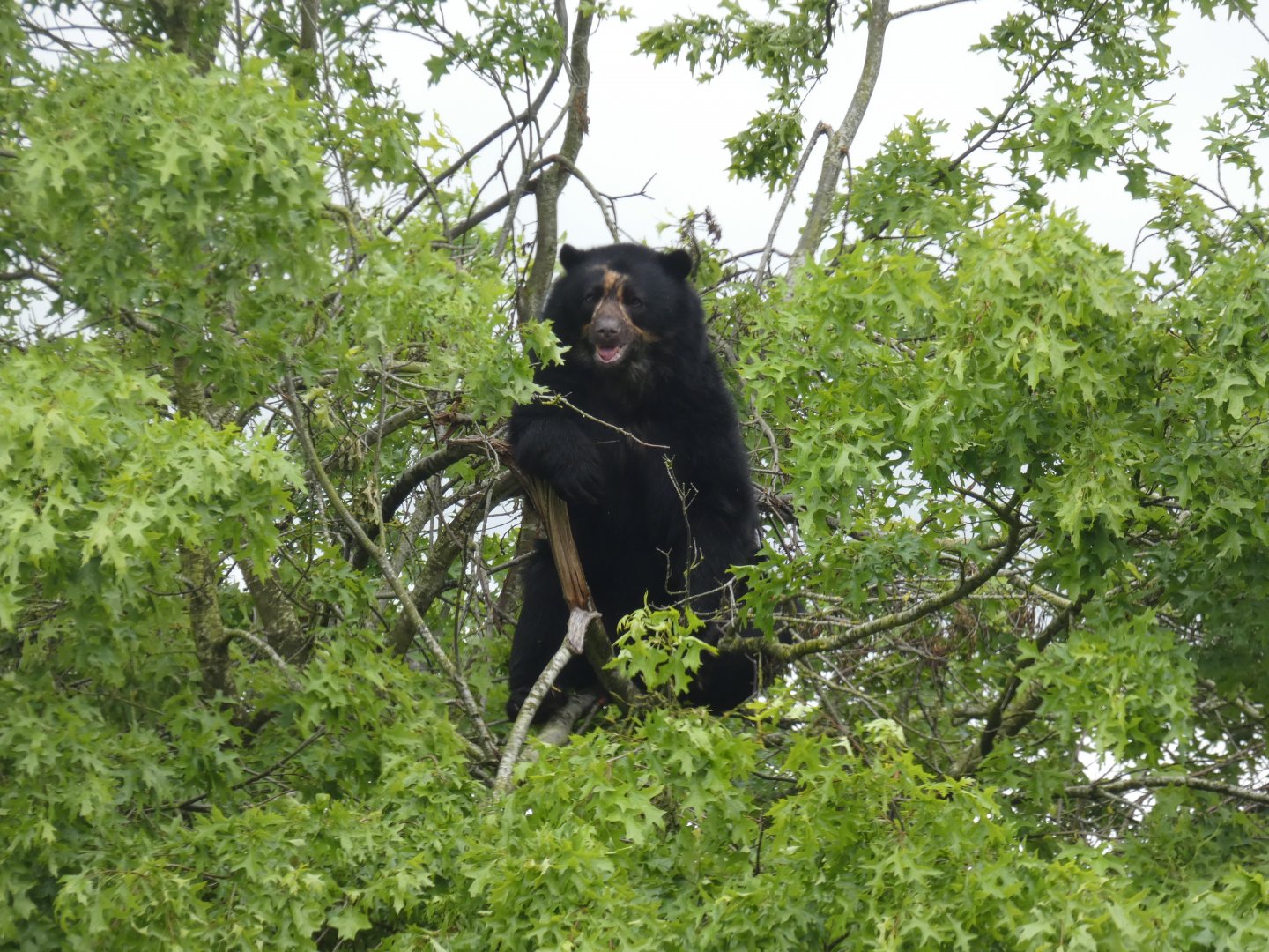 Spectacled bear