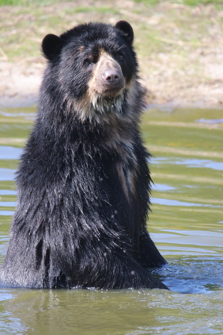Spectacled bear
