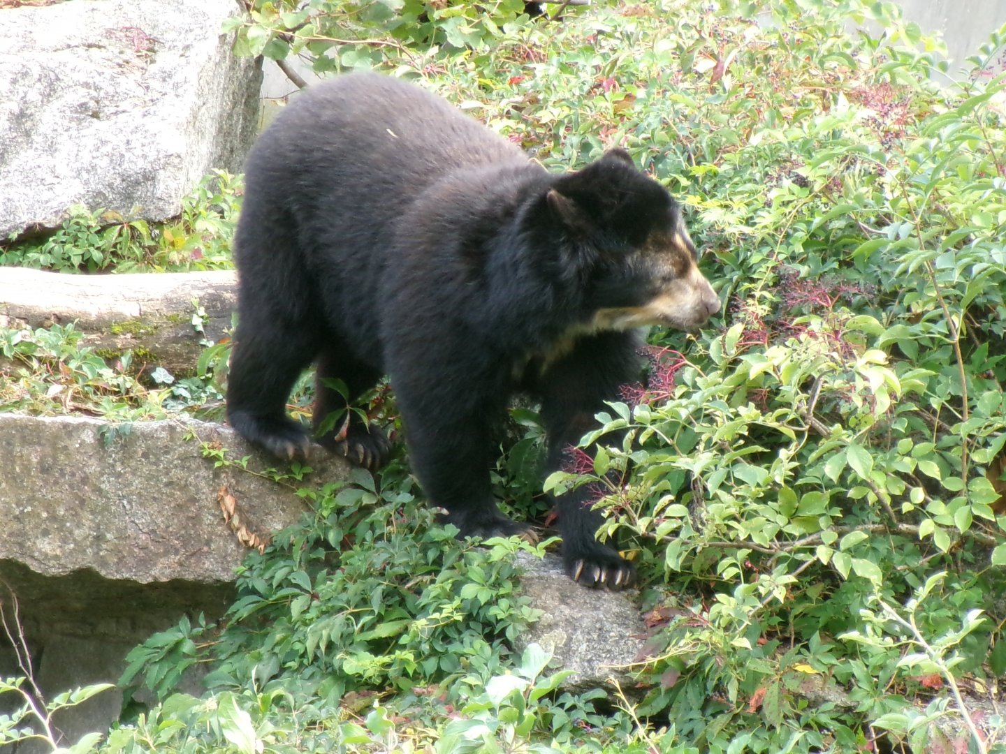 Spectacled bear