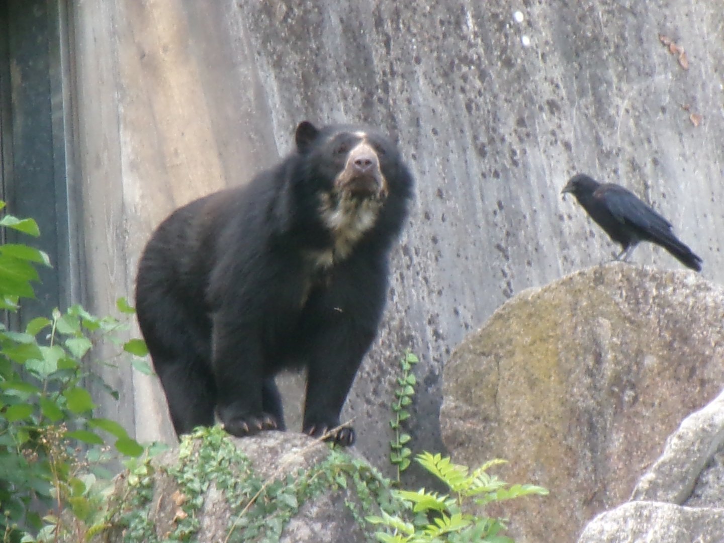 Spectacled bear