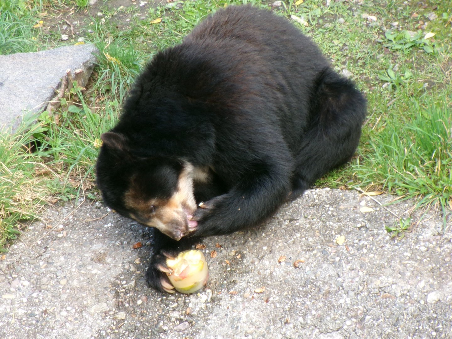 Spectacled bear