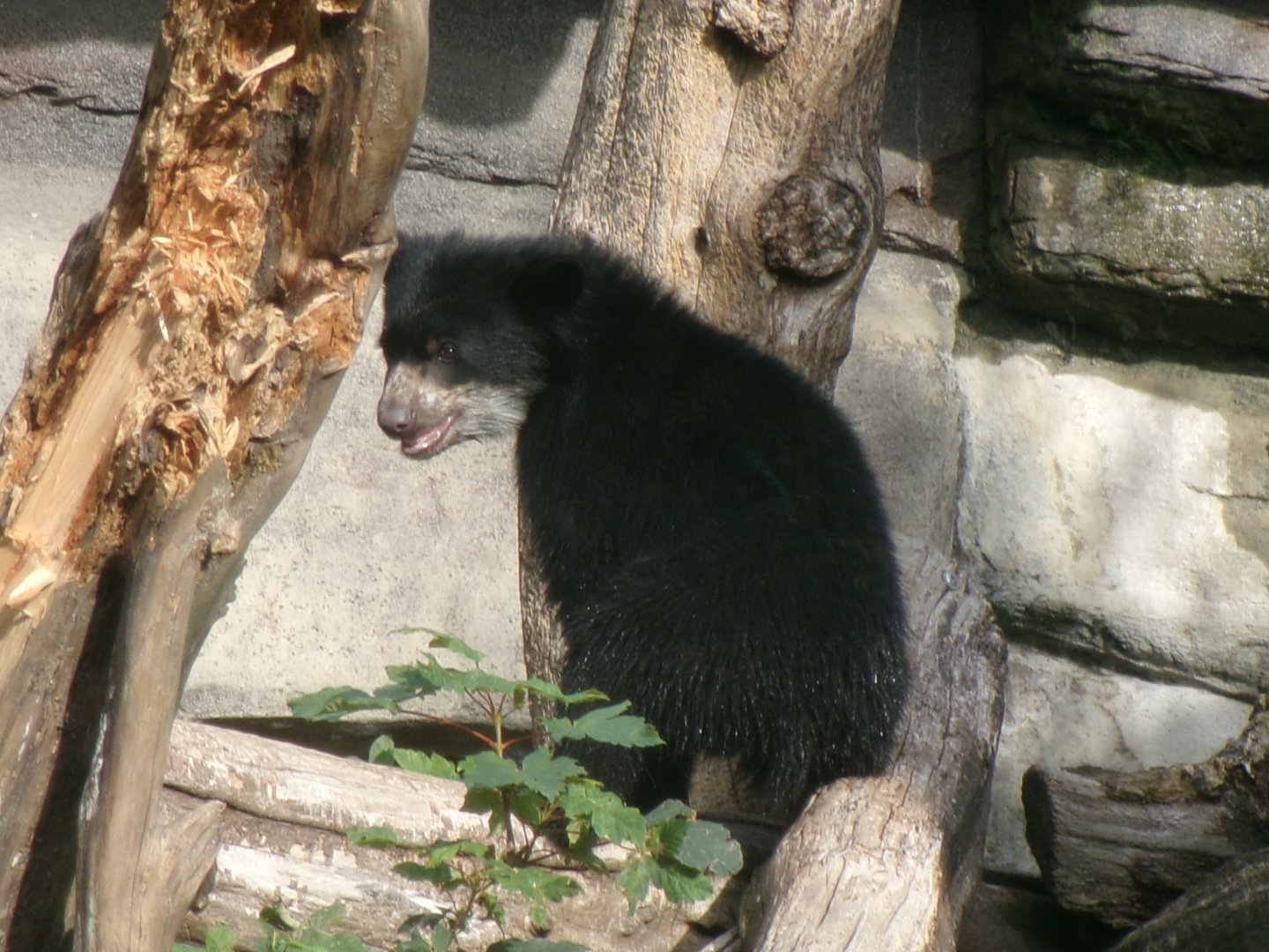 Spectacled bear