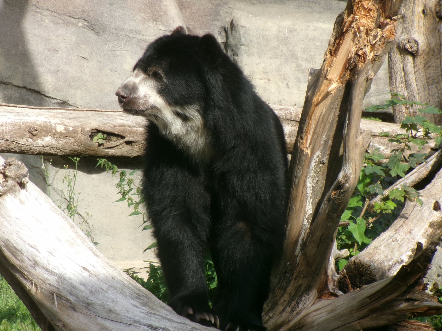 Spectacled bear