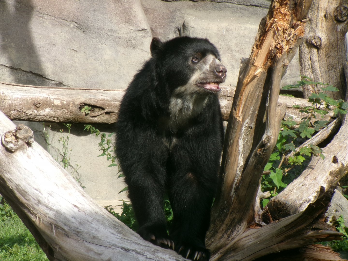 Spectacled bear