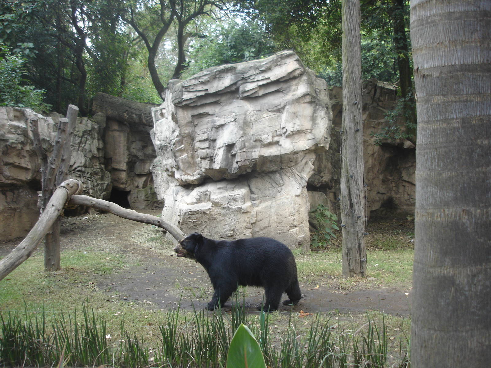 Spectacled Bear