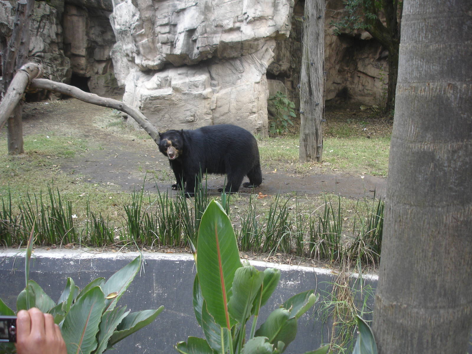 Spectacled Bear