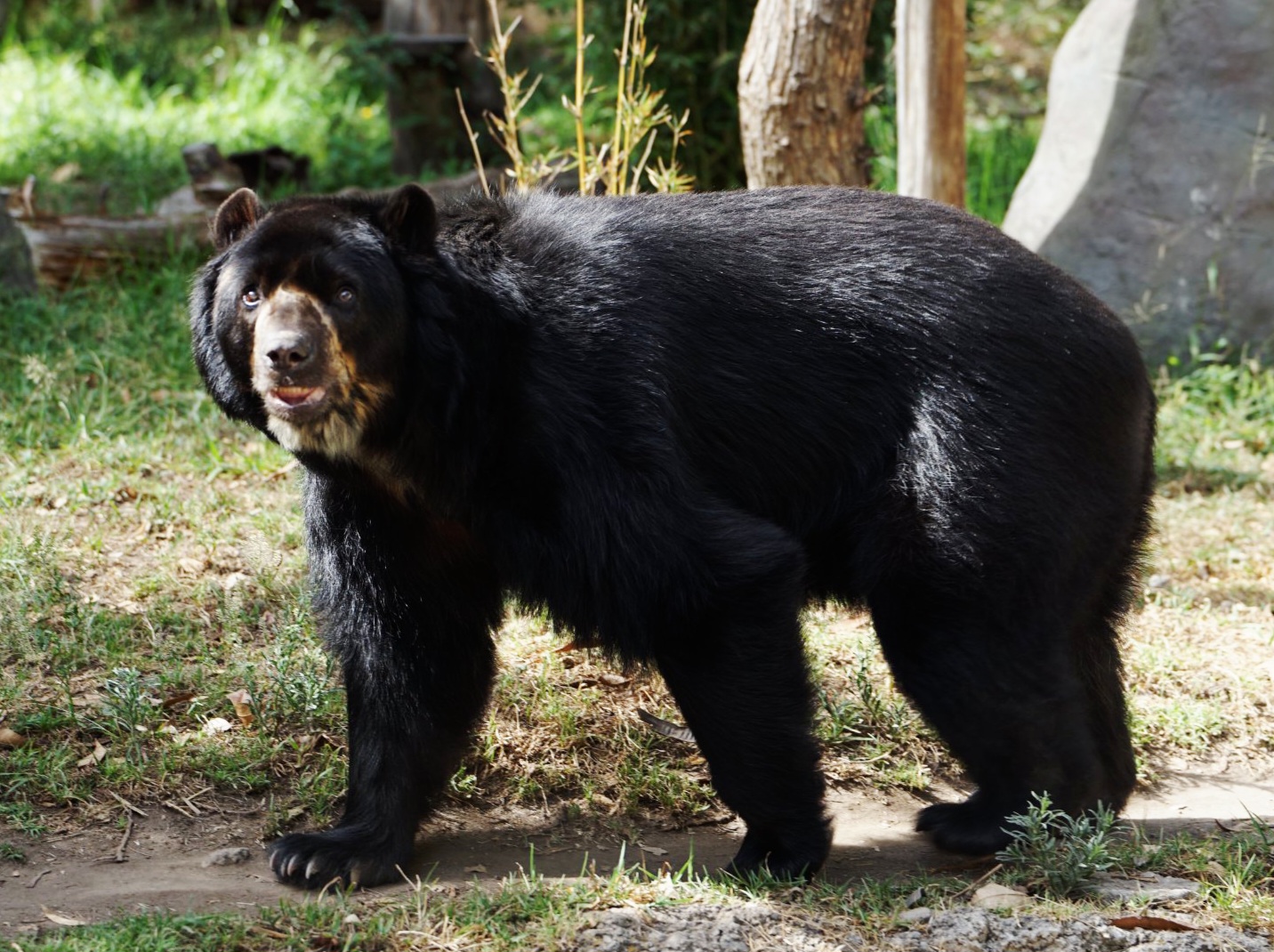 Spectacled Bear