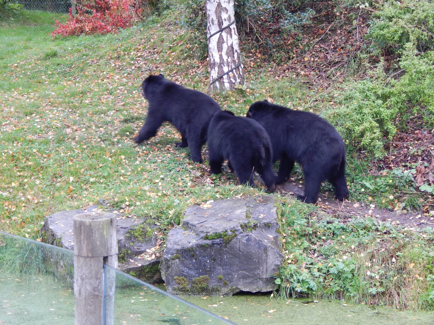 Spectacled bears 181021