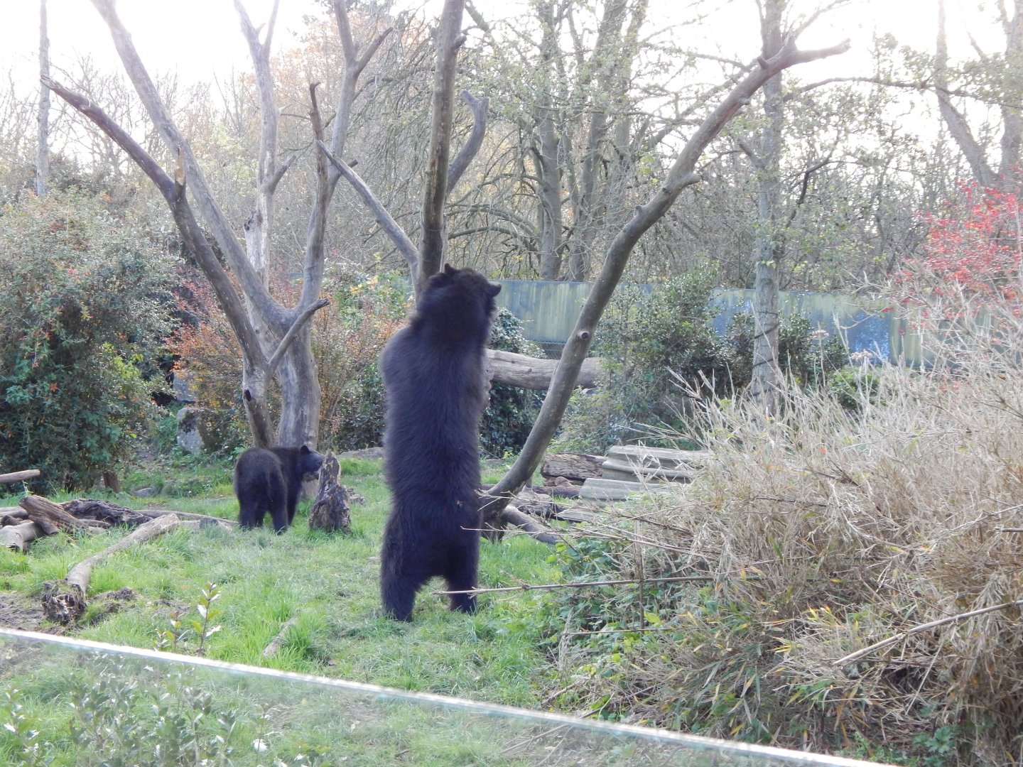 Spectacled bears 241123