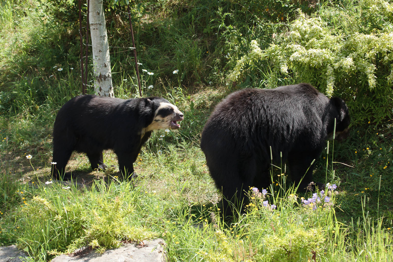 Spectacled Bears - 26/06/2010