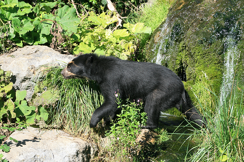 spectacled bears and coati