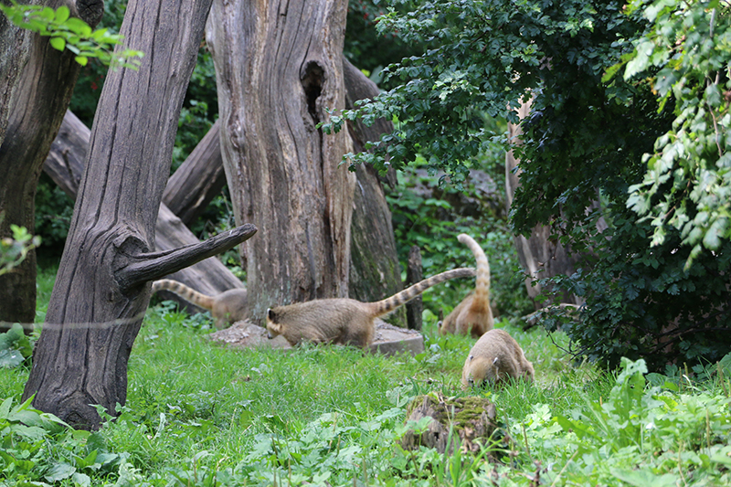 spectacled bears and coati