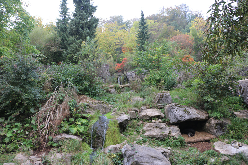 spectacled bears and coati