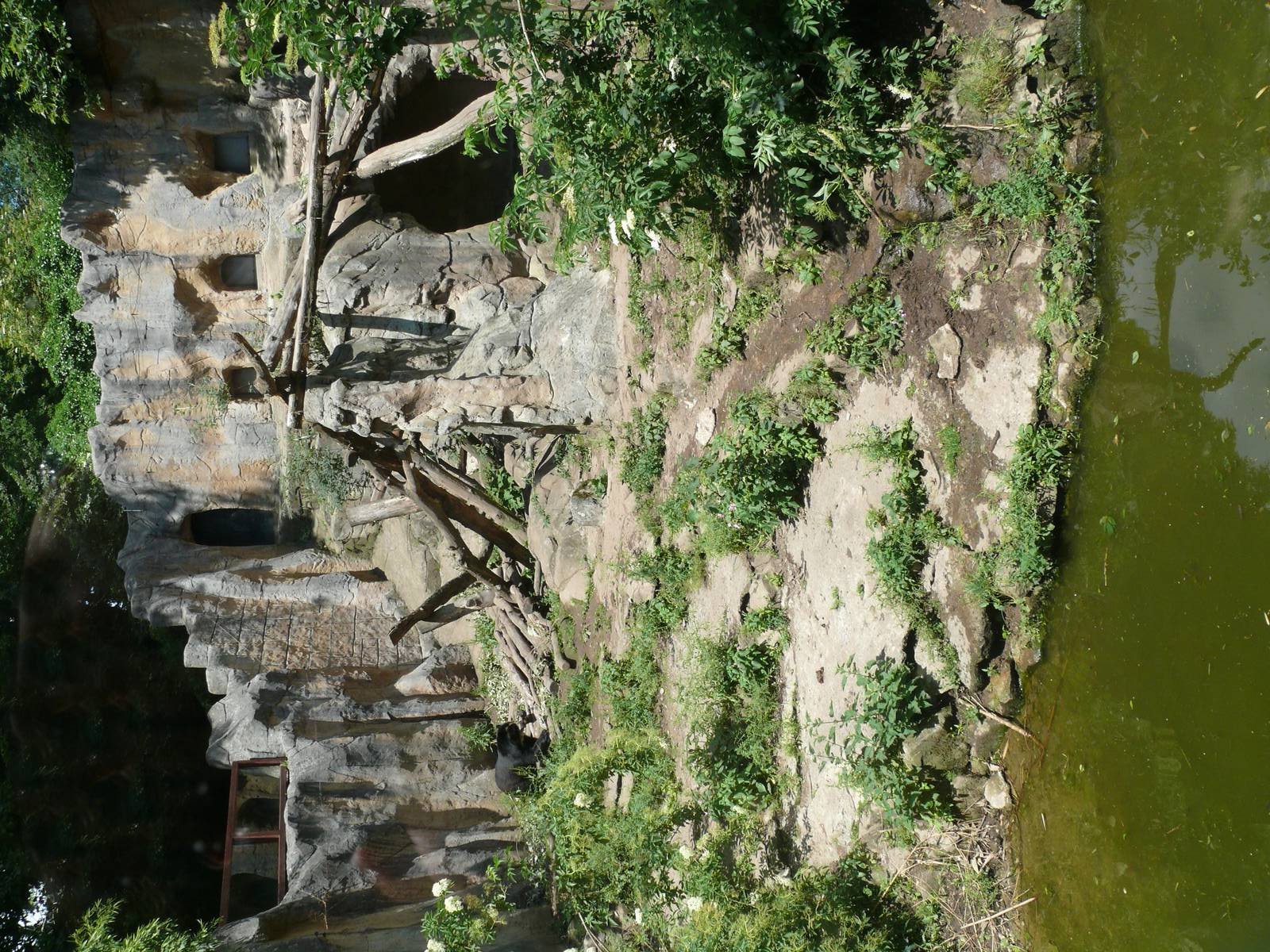 Spectacled bears and coatis exhibit