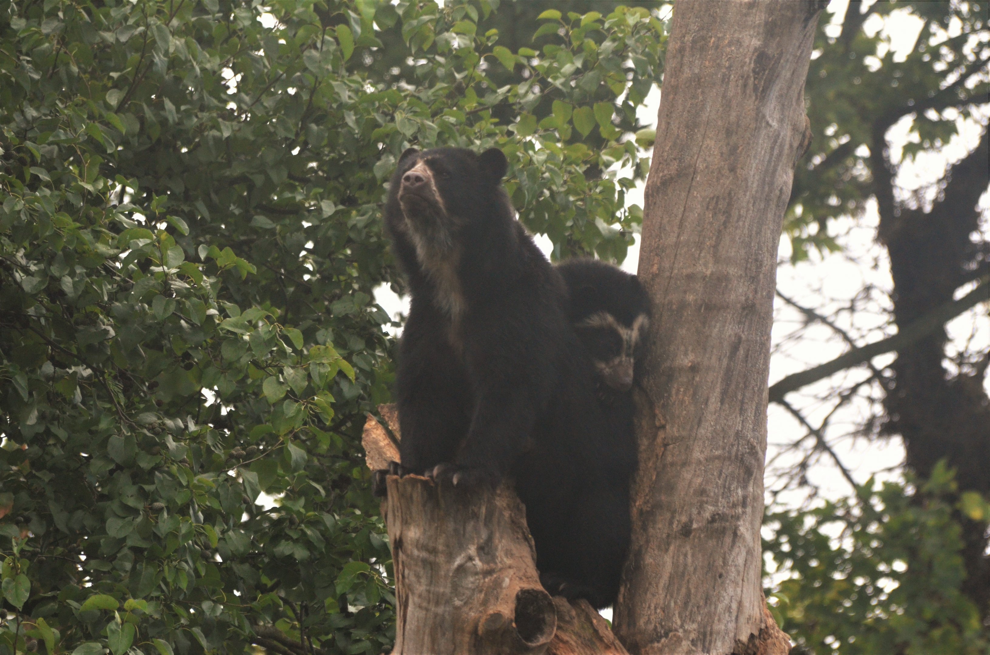 Spectacled Bears at Chester, 30/09/17