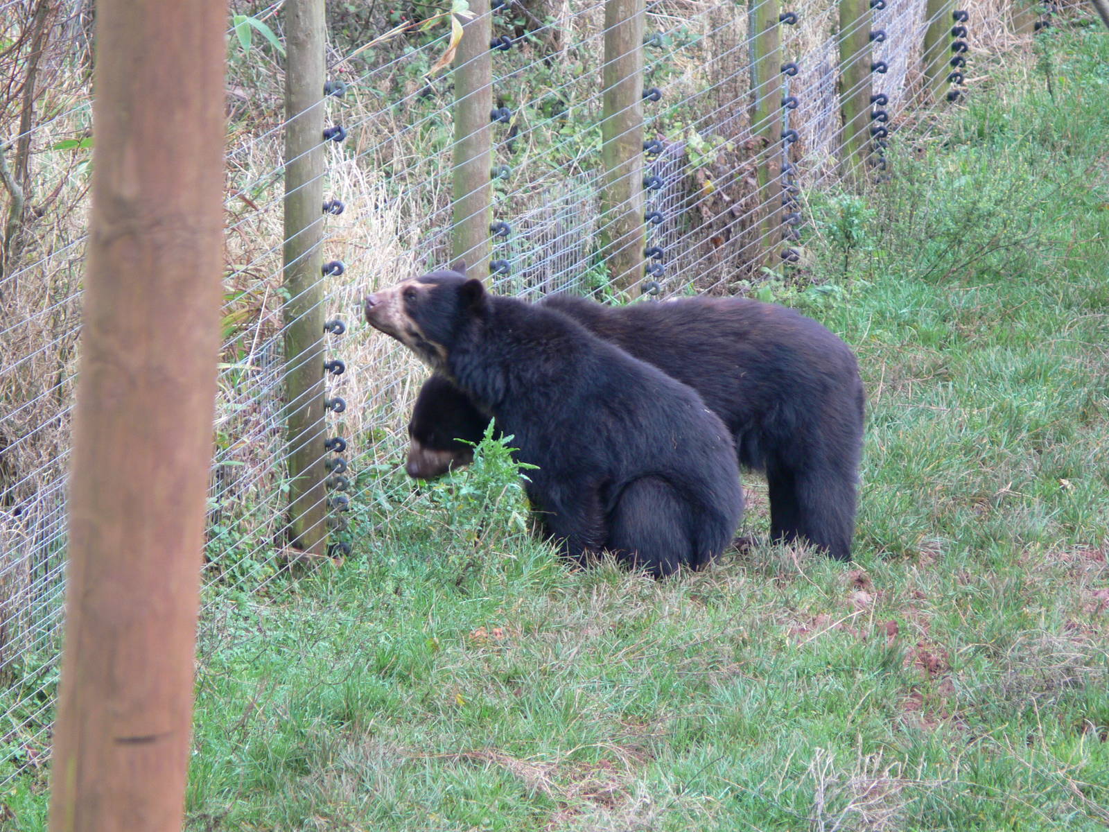 Spectacled Bears at South Lakes WAP, 24/11/12