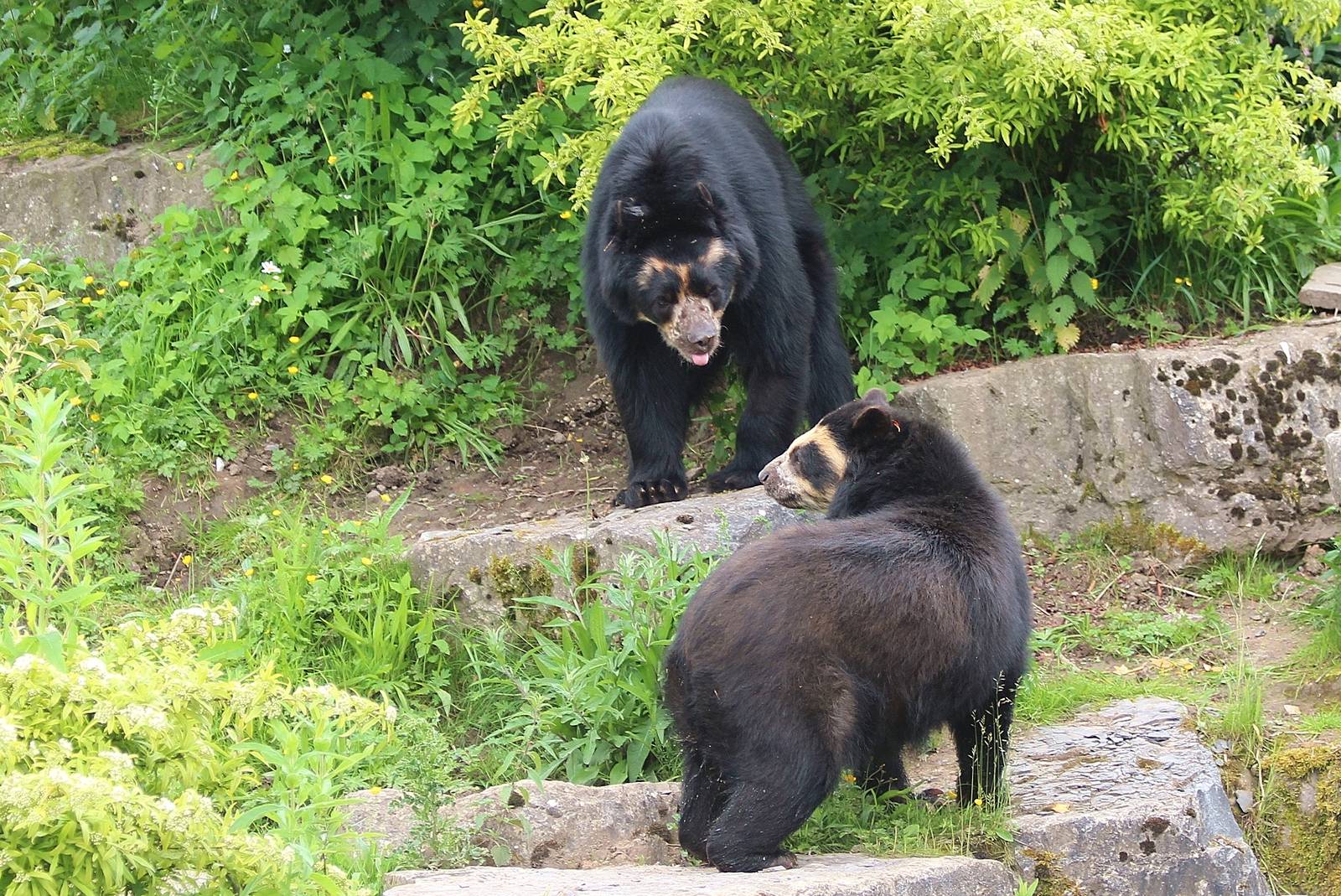 Spectacled Bears, Bernie and Franka