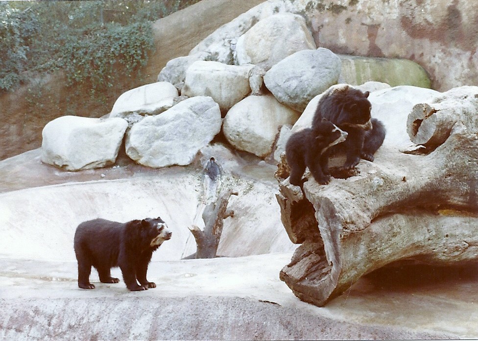 Spectacled Bears - Circa 1982