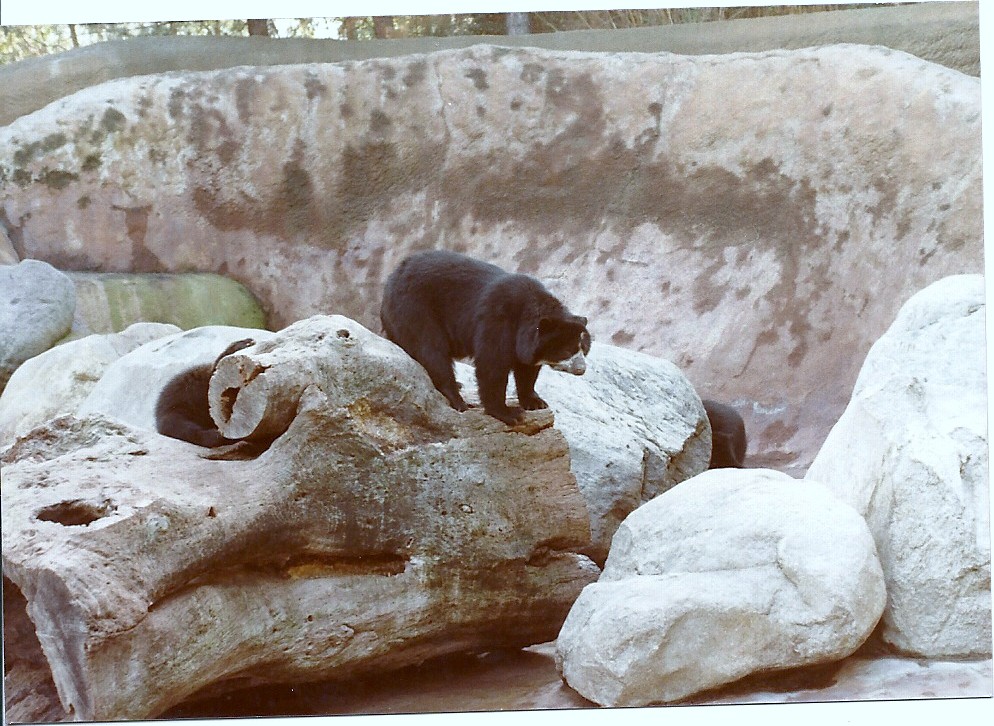 Spectacled Bears - Circa 1982