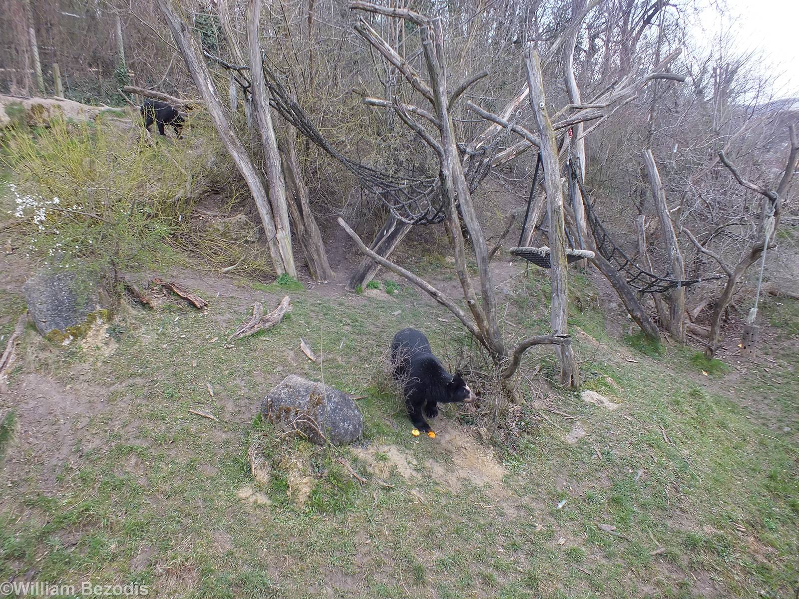 Spectacled bears Enclosure