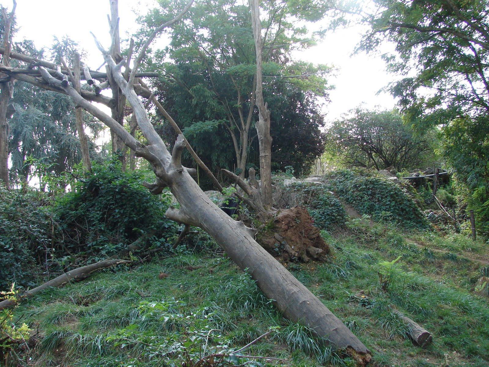 Spectacled bears exhibit