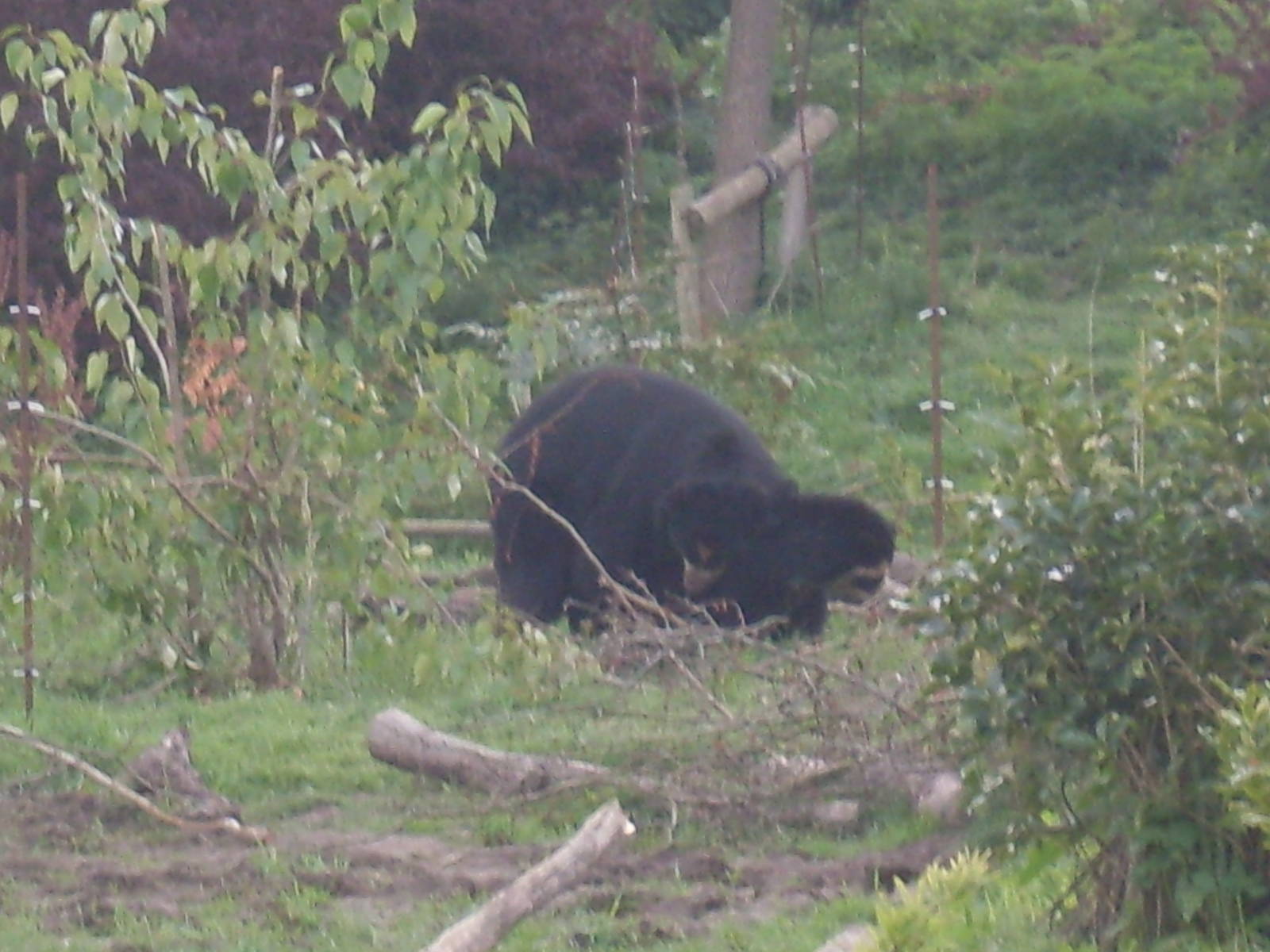 Spectacled Bears Members Day (April 2010