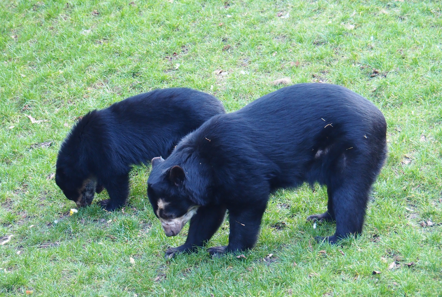 Spectacled bears (Tremarctos ornatus) Tinka and Zamora (Feb 27th, 2019)