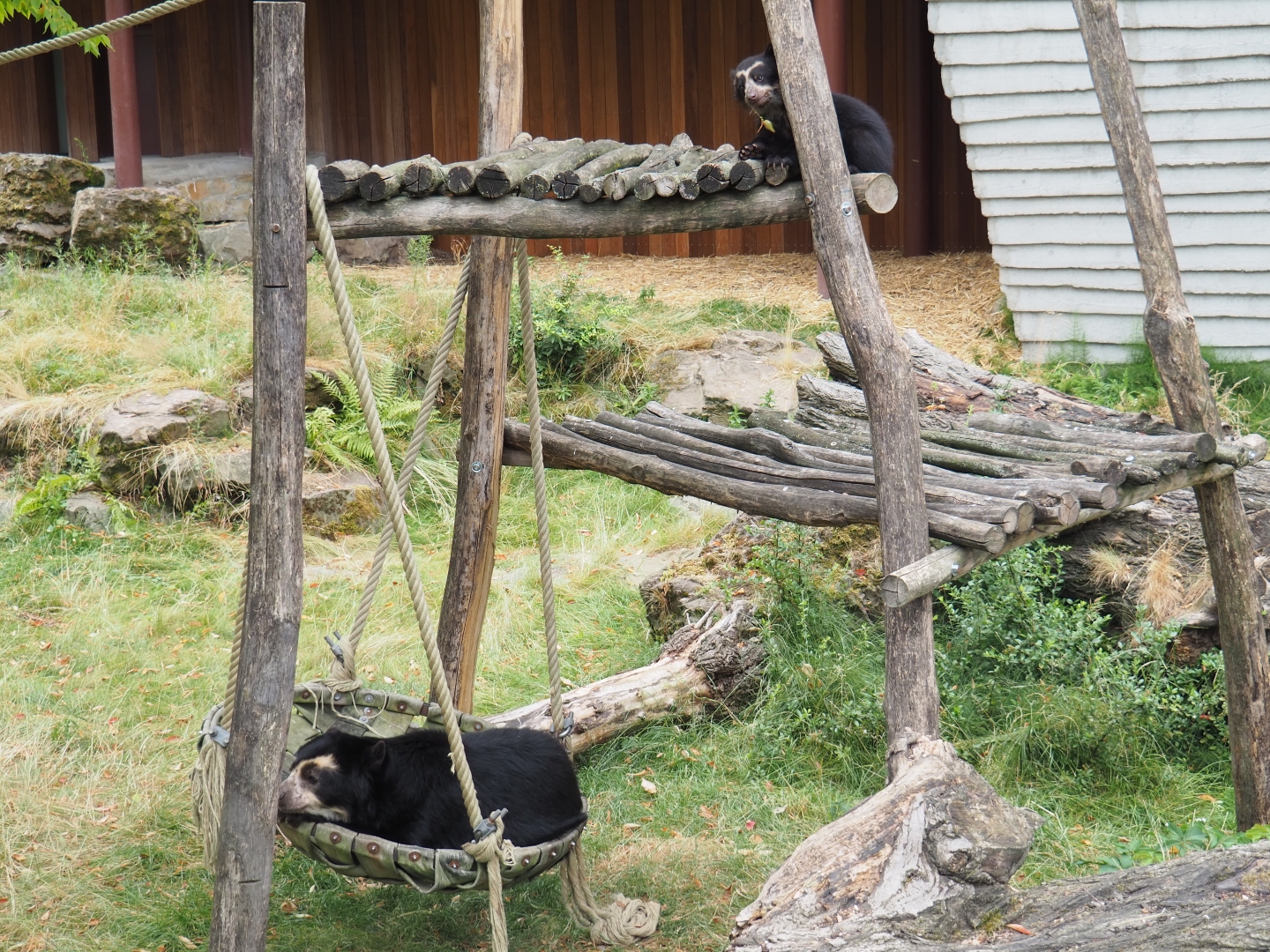 Spectacled bears (Tremarctos ornatus) Zamora and Tinka