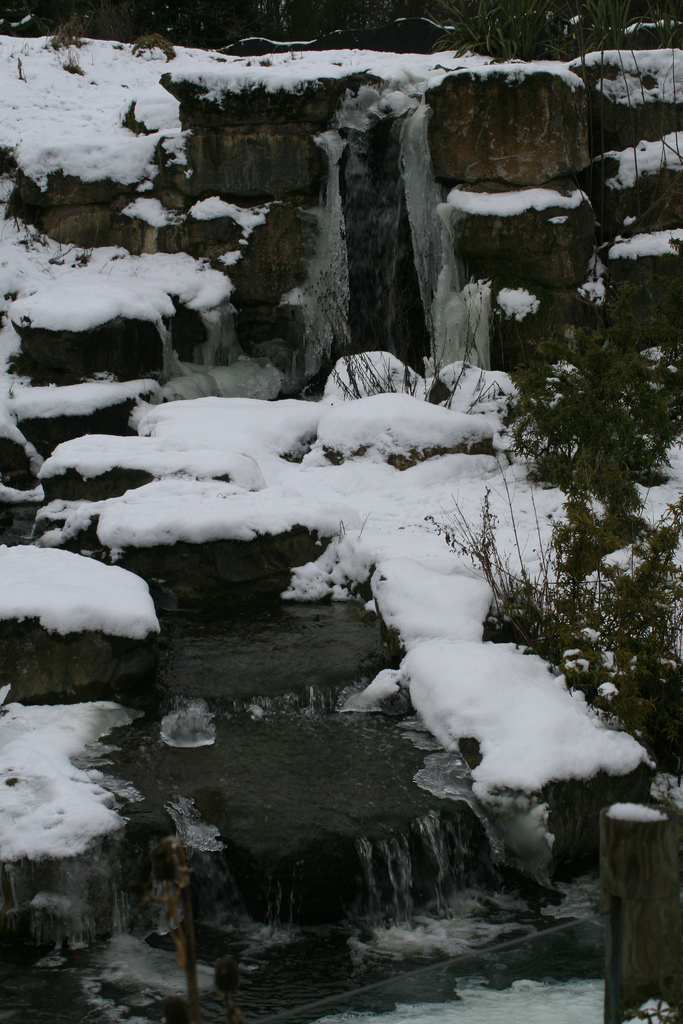 Spectacled Bears Waterfall