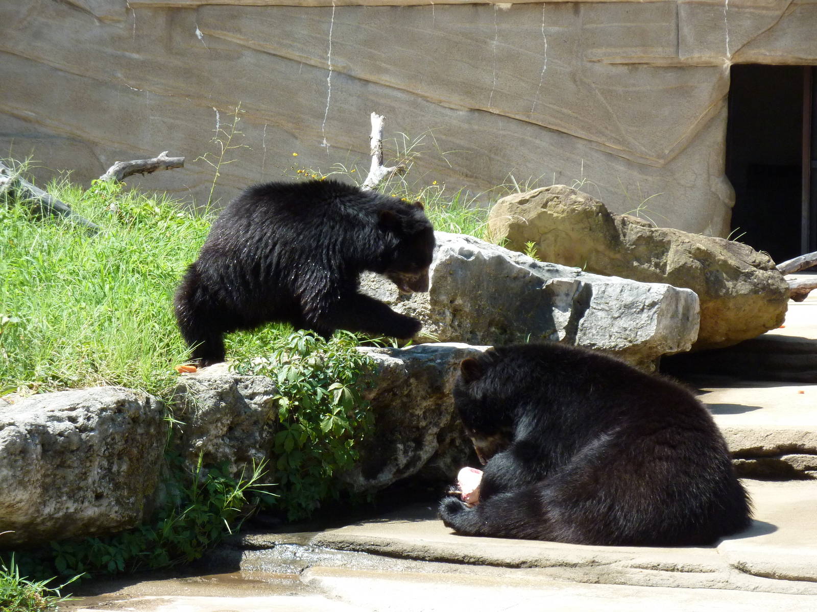 Spectacled Bears