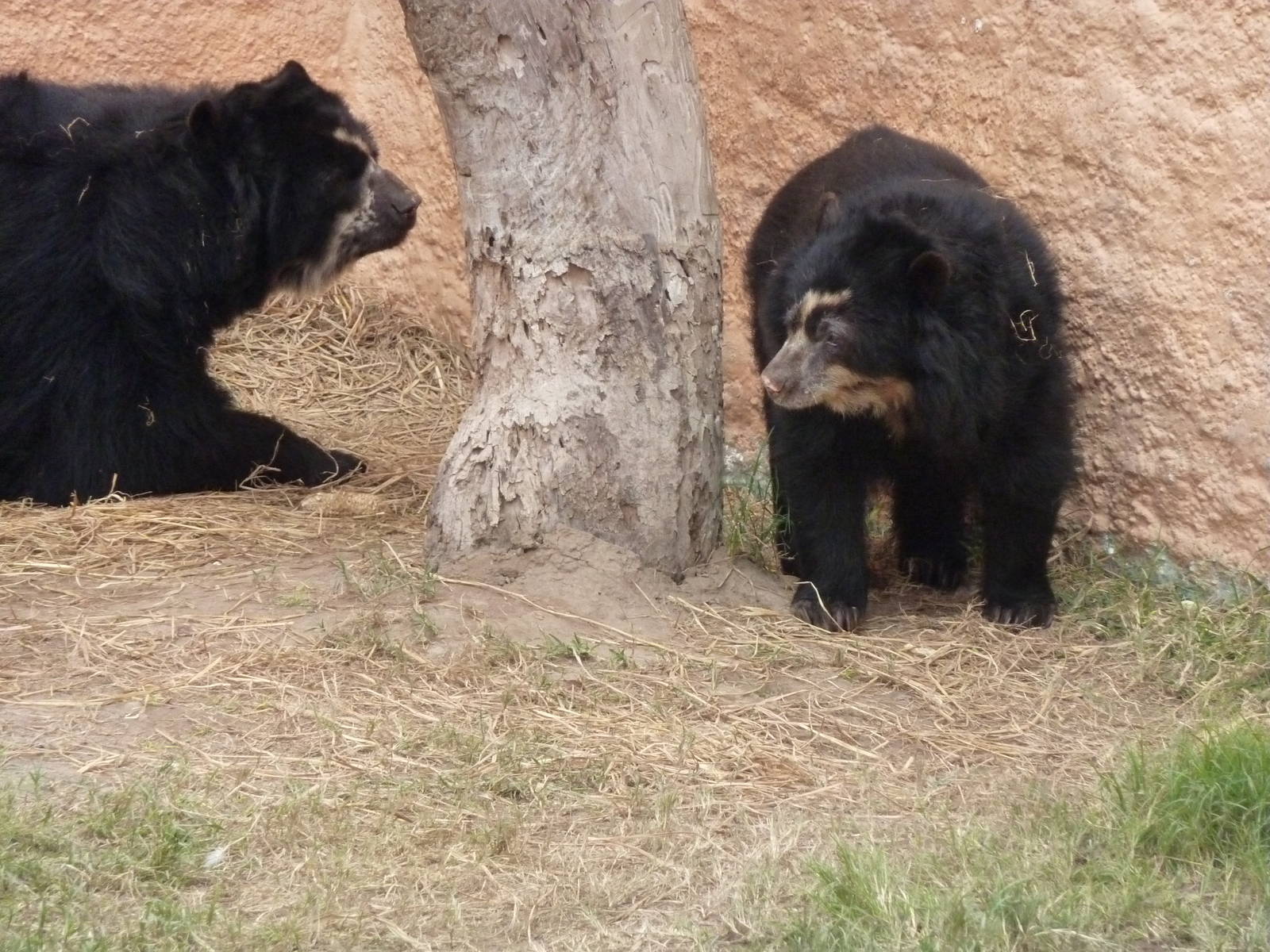 Spectacled Bears