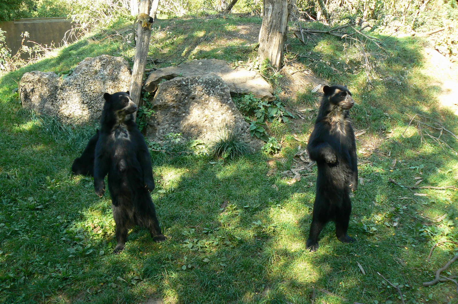 Spectacled bears