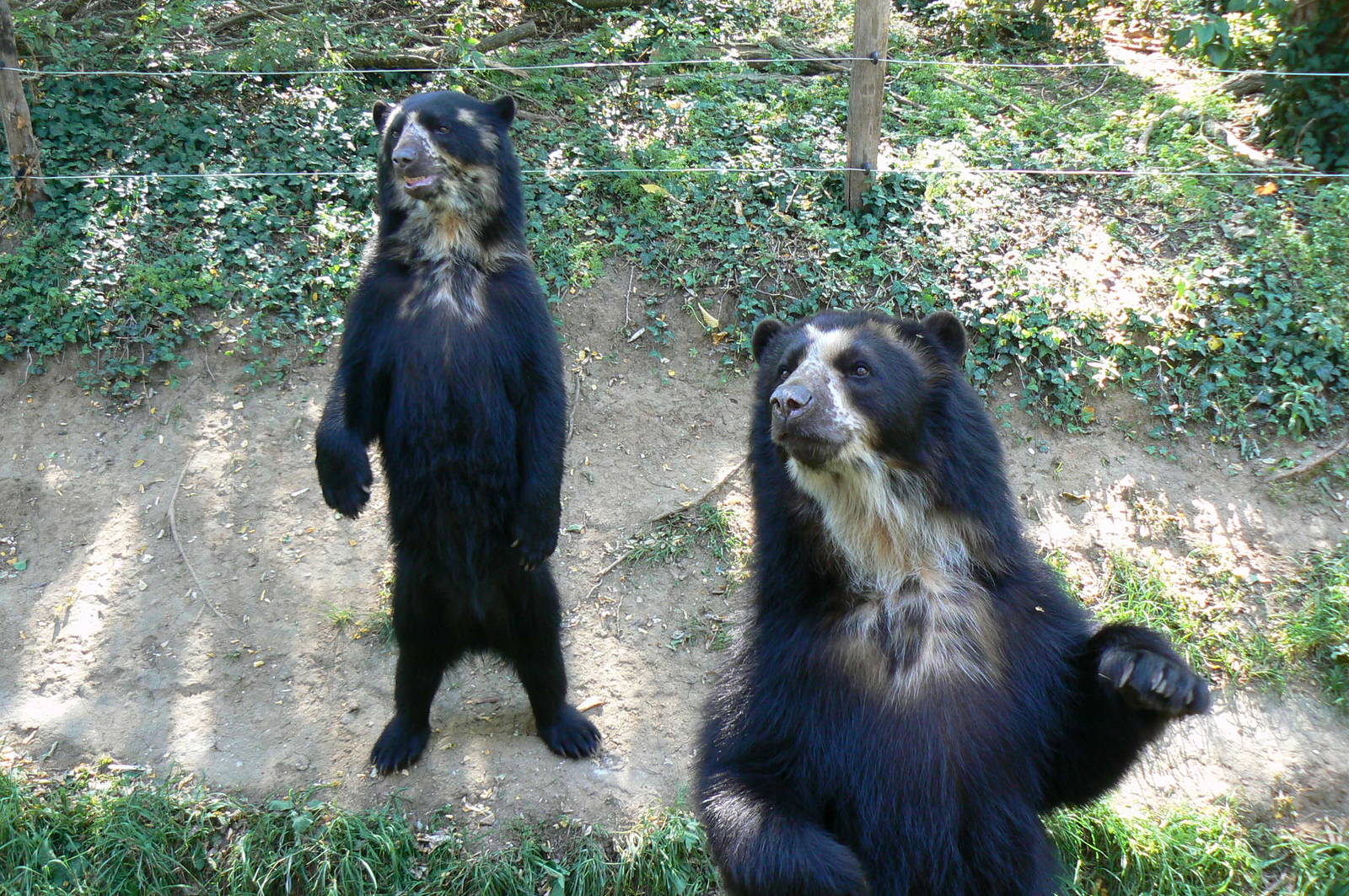 Spectacled bears