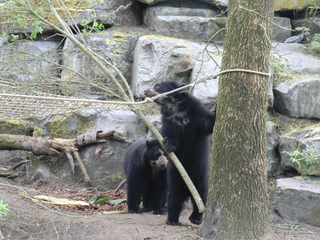 Spectacled bears