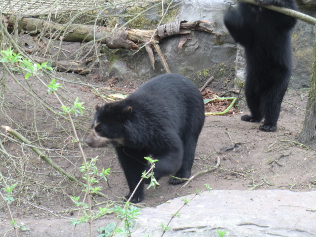 Spectacled bears