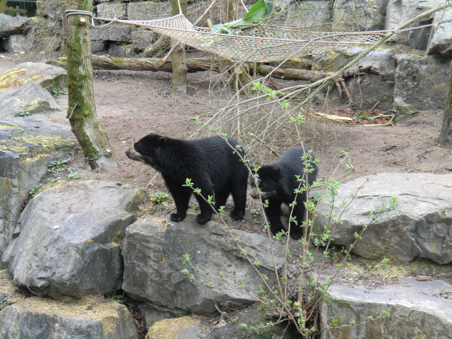 Spectacled bears