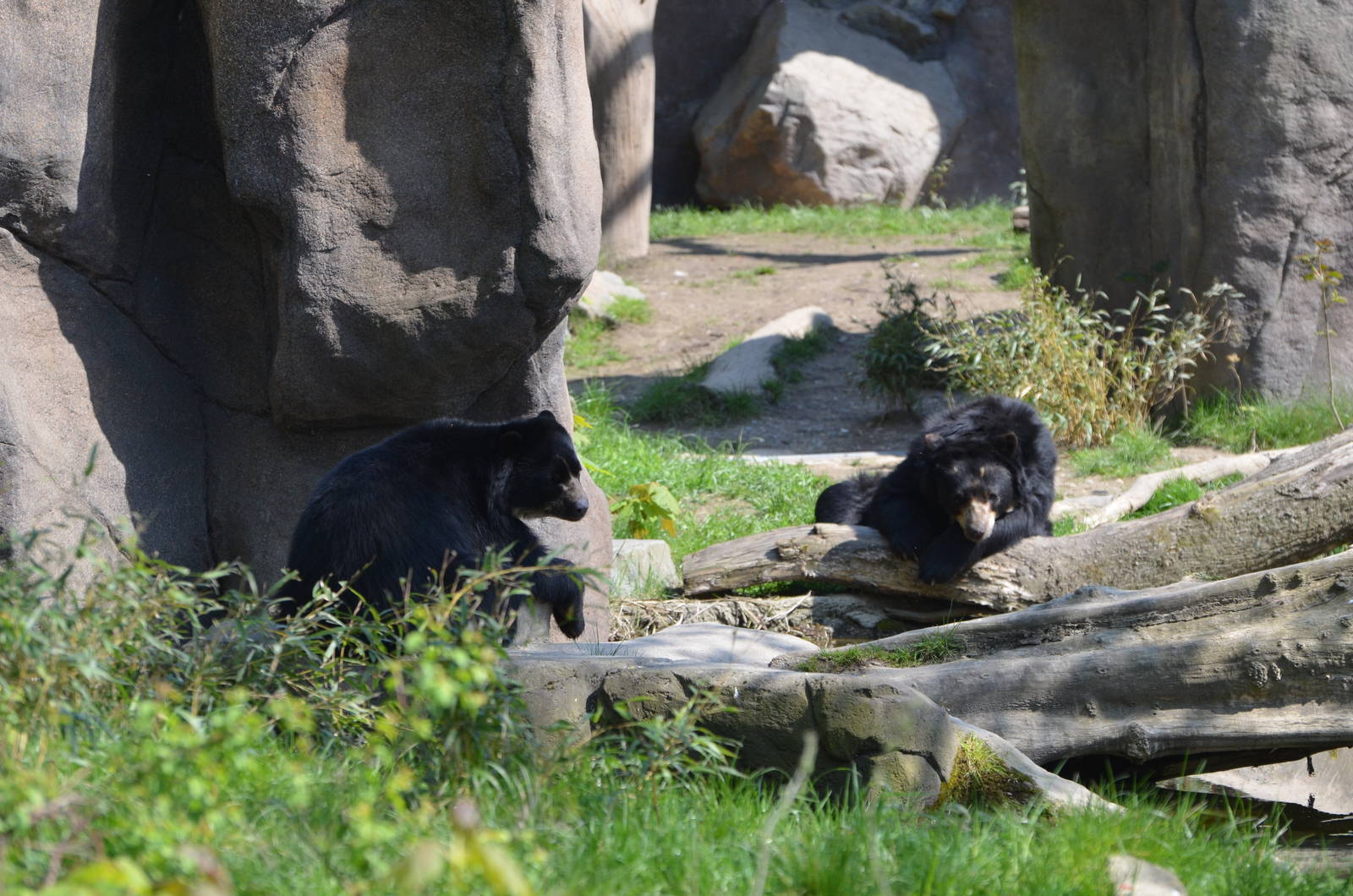 Spectacled Bears