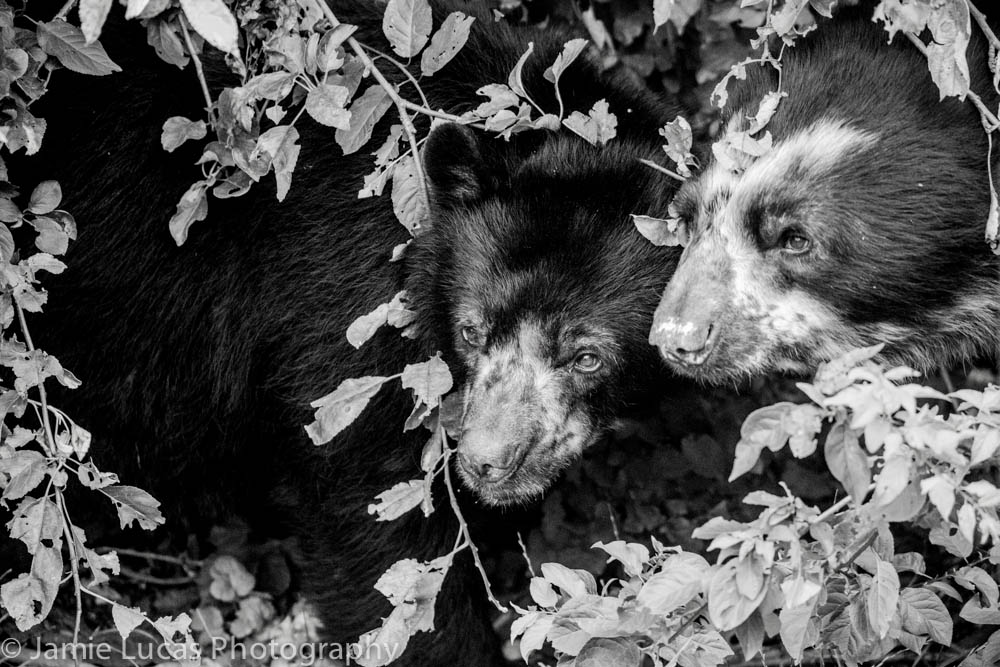 Spectacled Bears