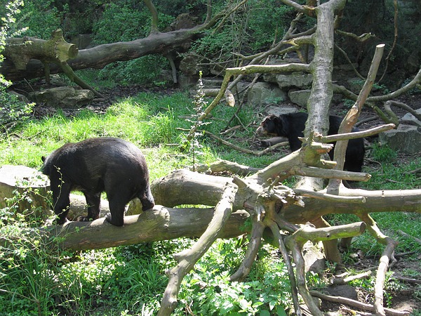 Spectacled bears