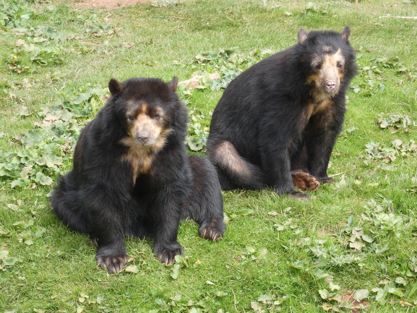 Spectacled bears