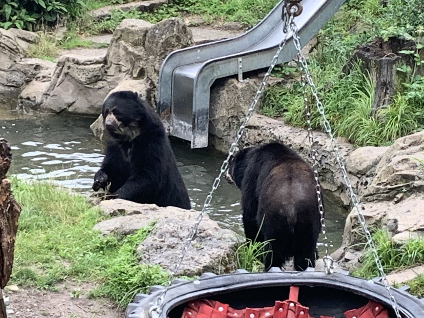 Spectacled bears