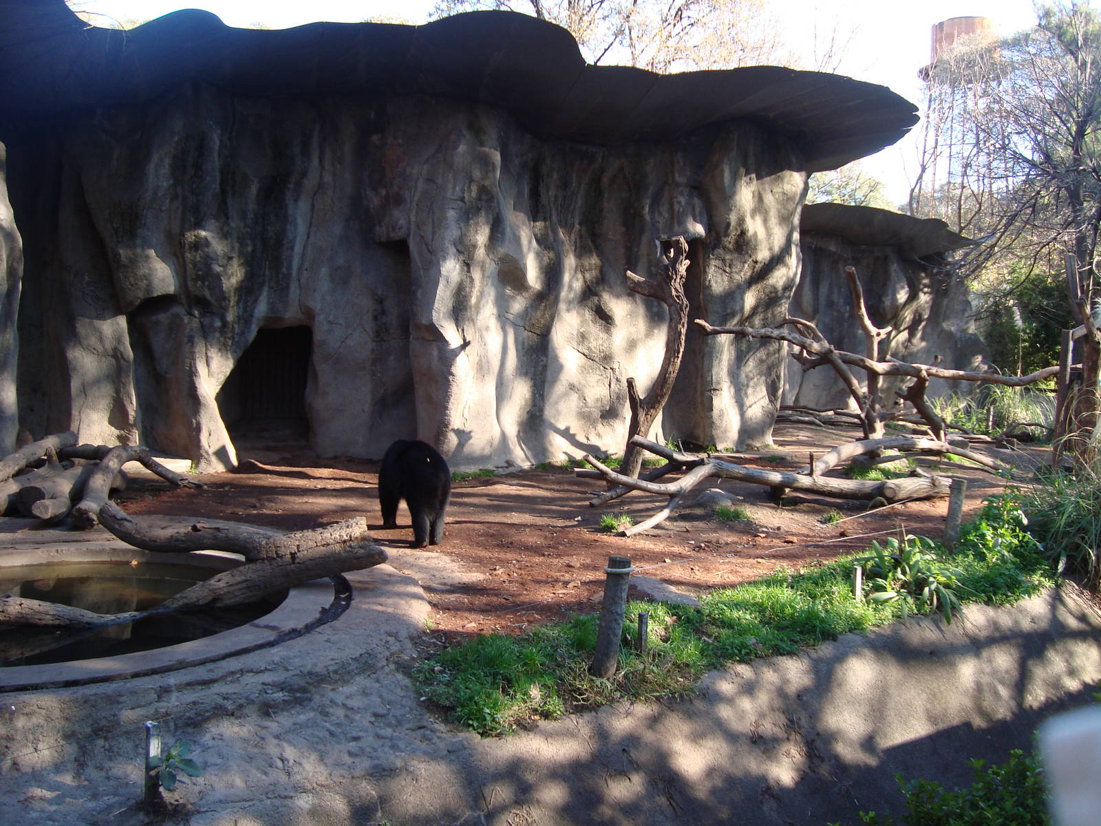 Spectacled bears