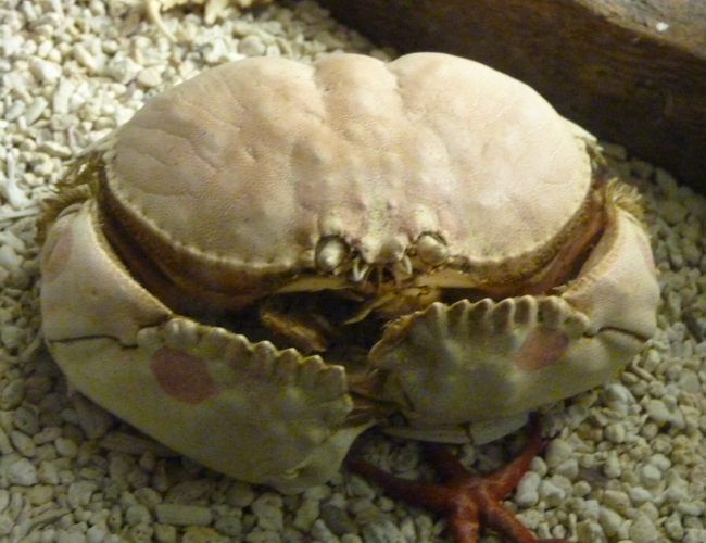 Spectacled box crab (Calappa philargius)