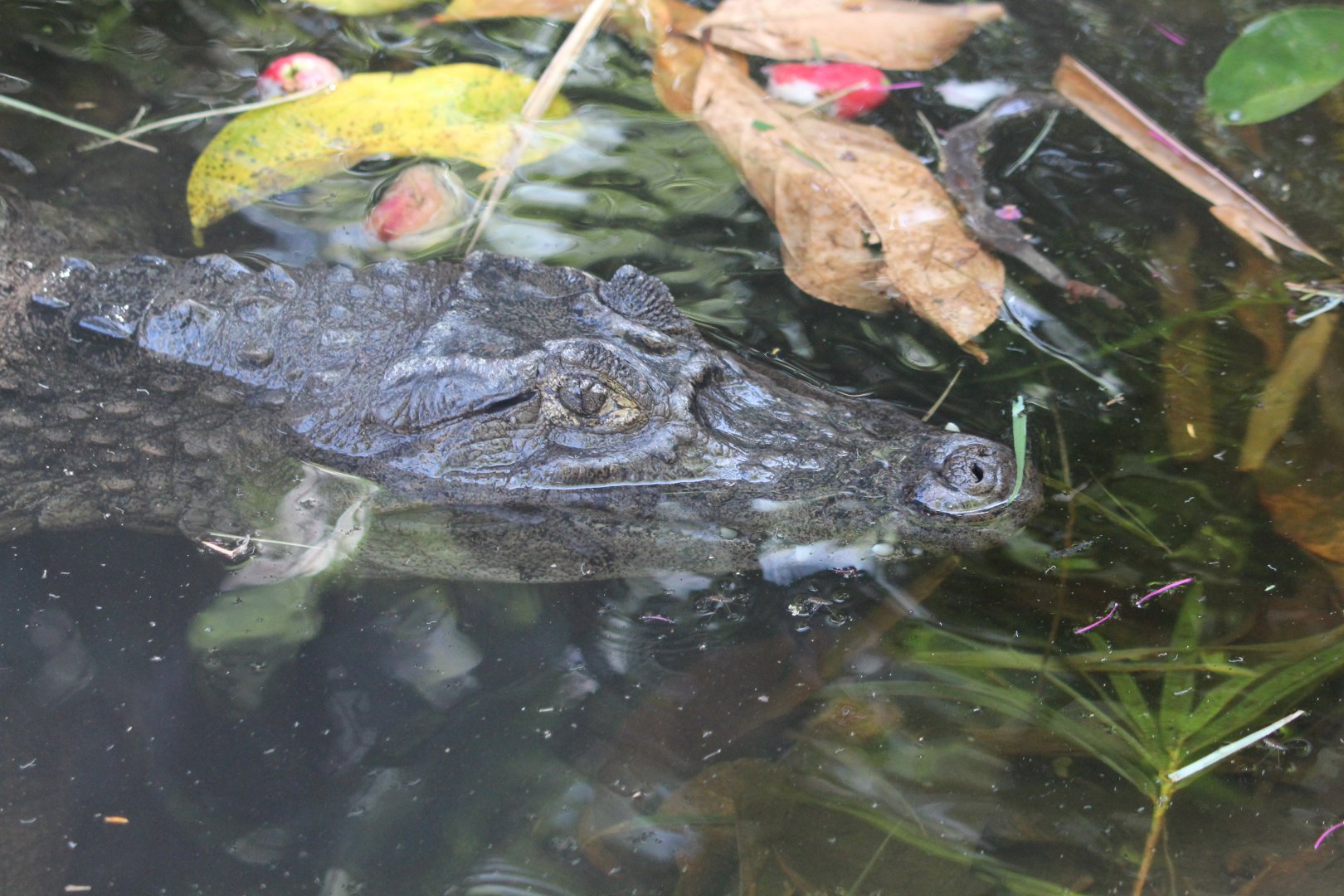 Spectacled (Brown) Caiman