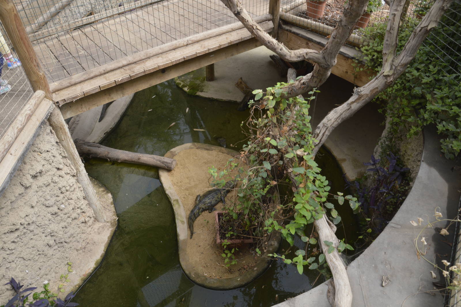 Spectacled Caiman 050816